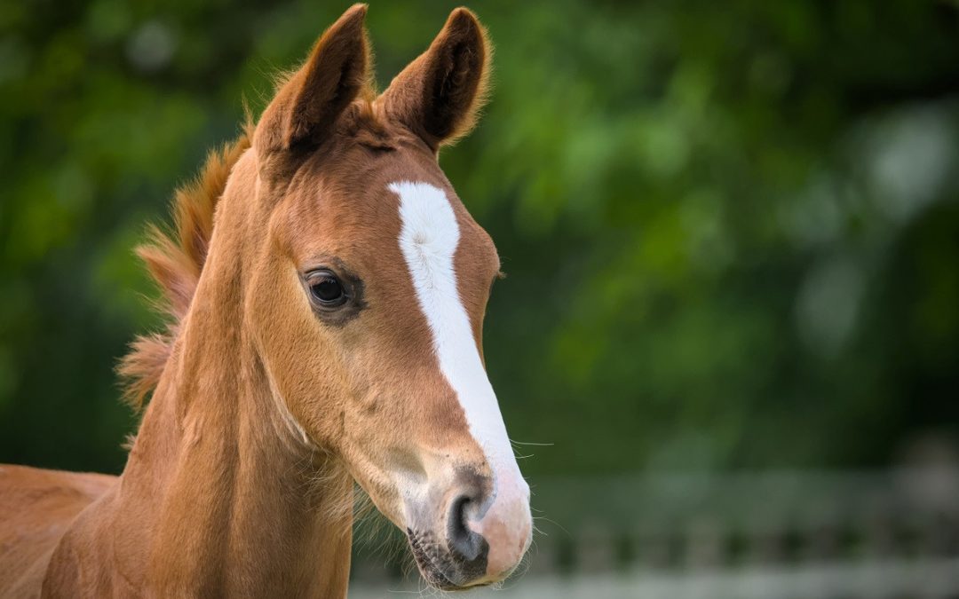 Veulen en scooter voor zus winstuitdeling bij DGA